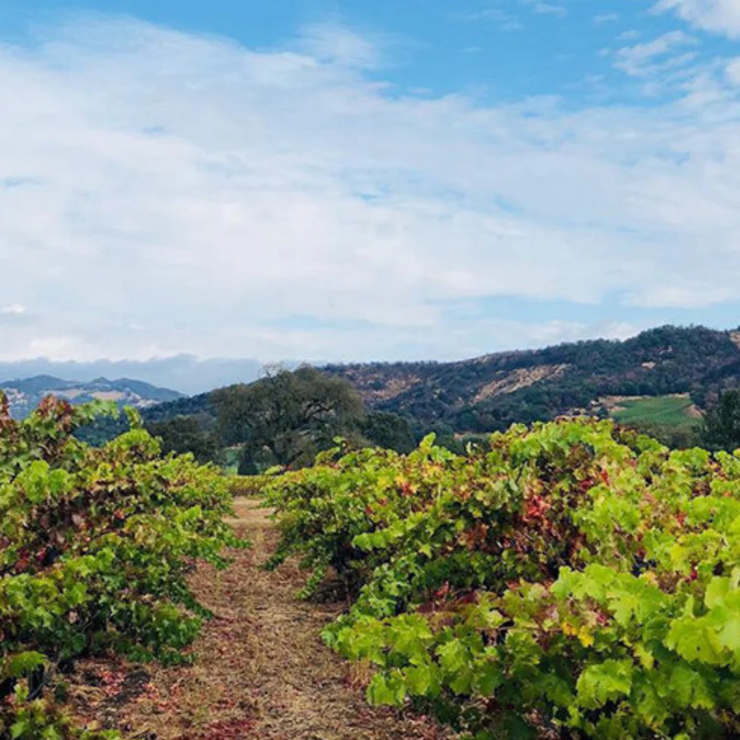 Carignan Rosé 2022 - Image 4